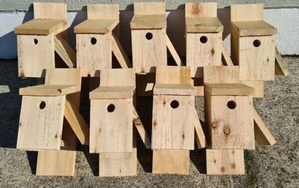 Bird Boxes