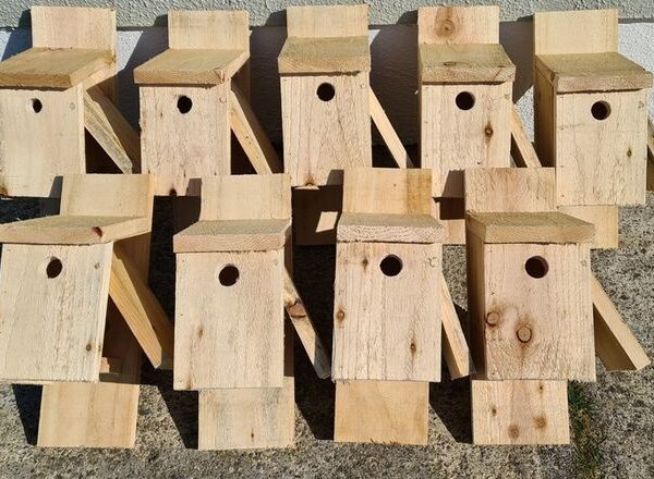 Bird Boxes